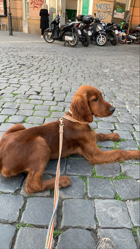 Irish Setter Aesthetic, Dog Breeds For Families, Irish Setter Puppy, Family Dogs Breeds, Irish Setter Dogs, Irish Setters, Cute Dog Photos, Loyal Dogs, Brown Hairstyles