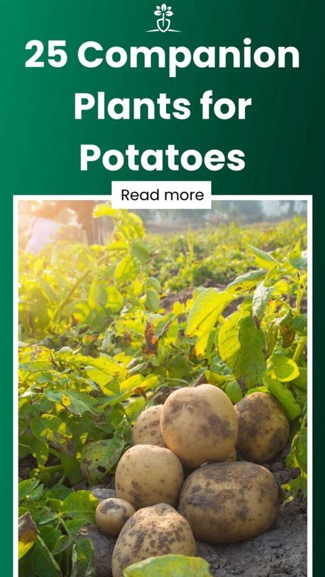 Potato Gardening Ideas, Potato Companion Planting, Companion Plants For Potatoes, Companion Planting Potatoes, Onion Companion Planting, Potato Towers, Potato Companion Plants, Potato Growing, Tomato Companion Plants