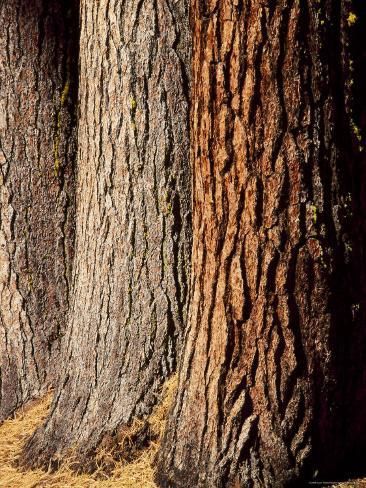 size: 24x18in Photographic Print: Close-Up of the Trunks and Bark of a Grove of Giant Sequoias, California, USA by Gavin Hellier : Artists Autumn Tattoo, Tree Bark Texture, Fairy Homes, Bald Cypress, Miniature Gardens, Colored Pencil Techniques, Tree Trunks, Tree Bark, Art Deco Engagement Ring