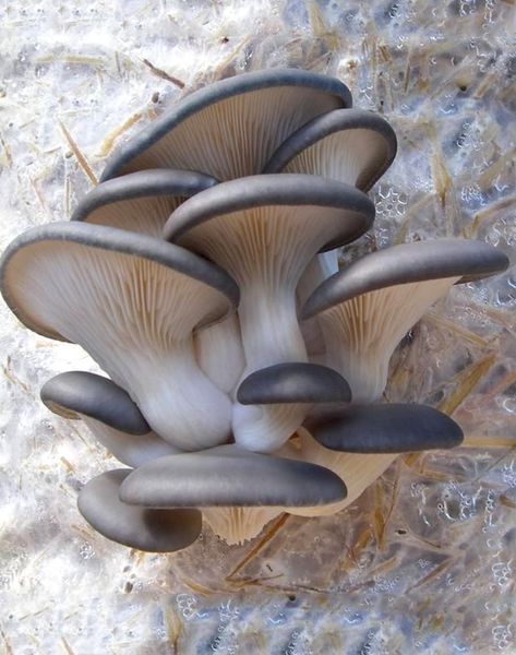 Blue Oyster Mushrooms, Weird Nature, Childrens Garden, Botanical Book, Mushroom Images, Mushroom Pictures, Woodland Plants, Oyster Mushroom, Oyster Mushrooms