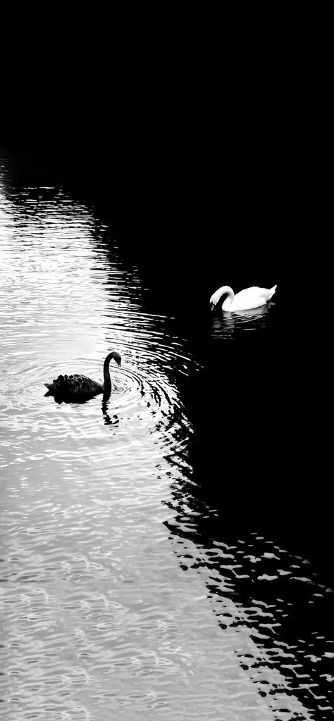 Wallpaper Cantik Iphone, Swan Wallpaper, Trending Pins, Nice Pictures, Cool Wallpapers Art, Minimalist Wallpaper, Alam Semula Jadi, Nature Aesthetic, Wallpaper Ideas