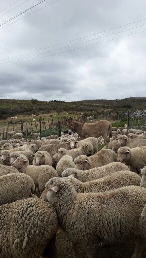 Game Farm South Africa, Sheep Farm Aesthetic, Guard Donkey, Farm South Africa, Agriculture Pictures, Africa Photography, Farm Business, Farm Lifestyle, Future Farms