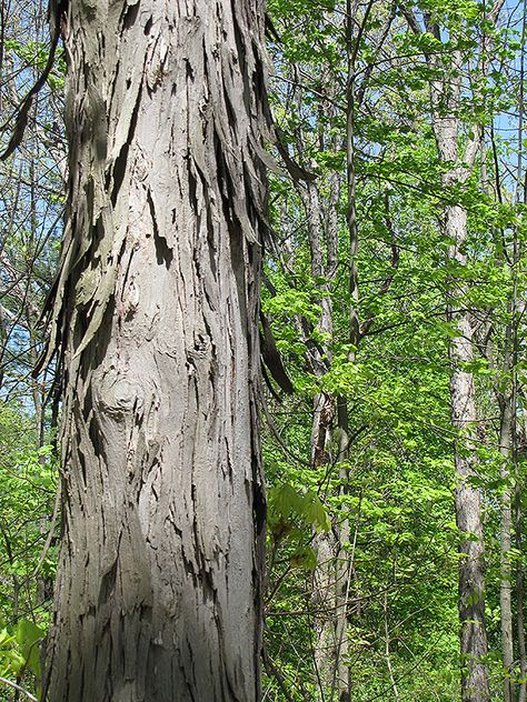 Shagbark Hickory Tree, Hickory Tree, Brampton Ontario, Full Size Photo, St Charles, Native Garden, Plant List, Diy Landscaping, Log Cabins