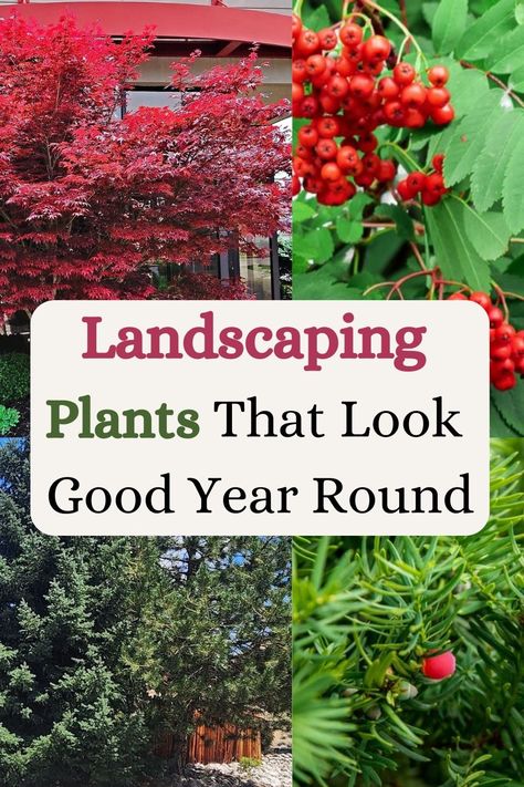 Landscaping Plants That Look Good Year Round All Year Round Plants, Perennial Garden Plans, Yard Plants, Front Yard Plants, Cozy Garden, Plant Zones, Front Yard Garden Design, Foundation Planting, Low Maintenance Landscaping