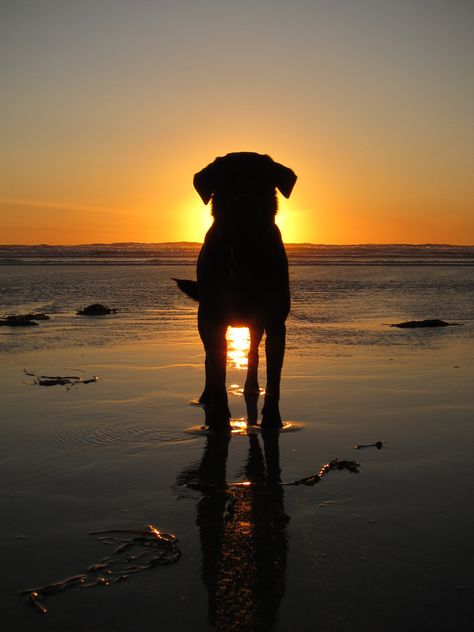 I don't know if this was taken with a Canon camera or not, but I still wanted to share it with my viewers. www.canoncamerageek.com Silhouette Fotografie, Cele Mai Drăguțe Animale, Psy I Szczenięta, Silhouette Photography, Sun Rise, Foto Tips, Summer Photos, Dog Photography, Dog Photos