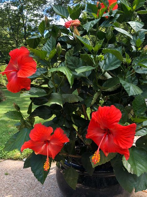 How To Overwinter Hibiscus, Overwintering Hibiscus, Hiscubus Flower, Hibiscus Trees In Pots, Hibiscus Garden Landscaping, Hibiscus Tree Care, Hibiscus Fertilizer, Overwintering Plants, Hibiscus Care