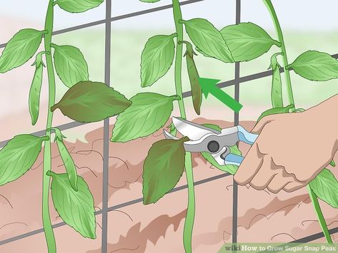 Snap Pea Trellis, Snap Peas Garden, Pea Trellis, Growing Sweet Peas, Pea Plant, Grow Avocado, Sweet Pea Flowers, Building A Raised Garden, Vegetable Garden Planning