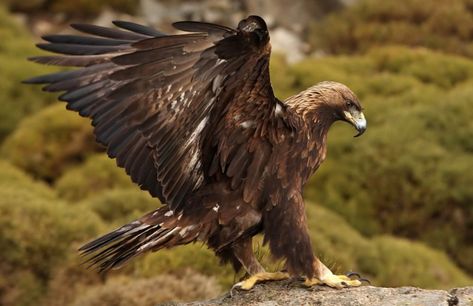 Eagle Aesthetic, Raptors Bird, American Bald Eagle, Animal Study, Buy List, Rare Birds, Golden Eagle, Birds Of Prey, Animal Planet