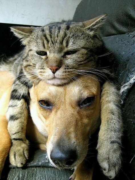 16 Pics Proving That Cats And Dogs Can Be BFF's - I Can Has Cheezburger? Cats Sleeping Funny, Crimson Peak, Slaap Lekker, Animals Friendship, Animale Rare, Funny Cats And Dogs, Cat Sleeping, Funny Cat Pictures, Cute Cats And Dogs