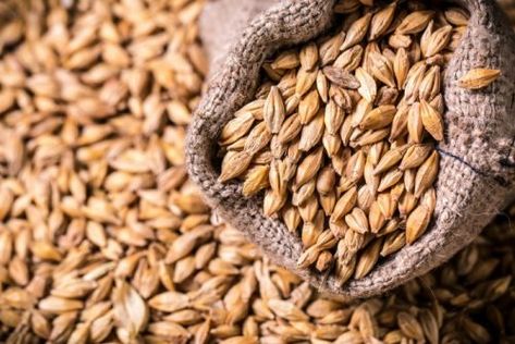 Barley is a high-yielding cereal grain that can be adapted to many parts of the homestead. This step-by-step growing guide will help you grow and harvest barley from start to finish. How To Cook Barley, What Is Gluten, Gut Health Recipes, Gut Flora, Gluten Sensitivity, Food Sensitivities, Grain Foods, Gut Microbiome, Ms Office