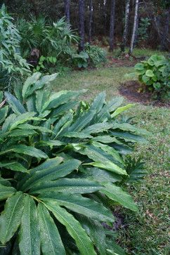 Dependable Ground Covers for Warm Climates: Cinnamon Ginger (Alpinia nutans) for soggy or shady areas Tropical Ground Cover, Perineal Flowers, Ginger Plants, Garden Roof, Shade Gardening, Perfume Notes, Florida Garden, Florida Landscaping, Swamp Thing