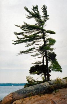 White Pine on Pinterest | White Pines, Bays and Pine Painting Of Pine Trees, White Pine Tree Tattoo, White Pine Tattoo, Pine Trees Photography, Jack Pine Tree, Canadian Scenery, Pine Tattoo, Jack Pine, Pine Tree Painting