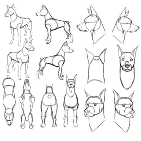 Drawing Dog Reference, Dog Head Drawing Reference, Dog Sketch Anatomy, Belgian Shepherd Drawing, Dog Snout Drawing Reference, Dog Front View Drawing, Dog Body Reference, How To Draw A Dog Head, Doberman Drawing Reference