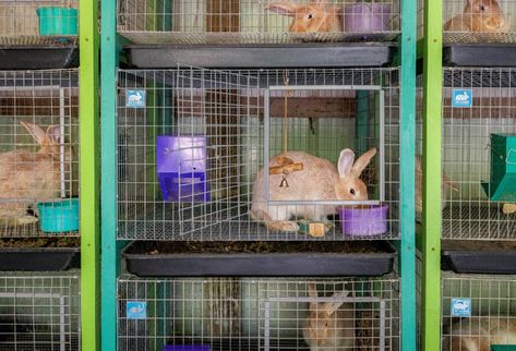 Creating Triple-Stacked Cage Frames for the Rabbitry — Teal Stone Homestead Rabbit Breeding Setup, Rabbitry Setup, Rabbitry Ideas, Wire Rabbit Cages, Show Rabbits, Teal Stone, Meat Rabbits, Acre Homestead, Rabbit Cages