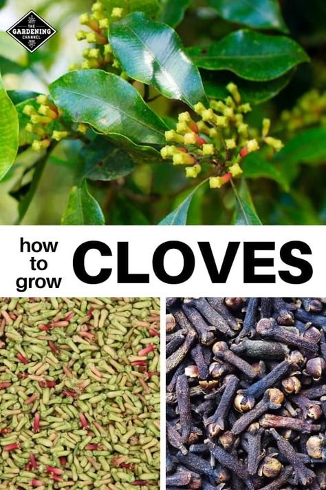 Clove Plant, Plantas Bonsai, Gallery Ideas, Astuces Diy, Home Vegetable Garden, Organic Gardening Tips, Food Garden, Garden Pests, Growing Herbs