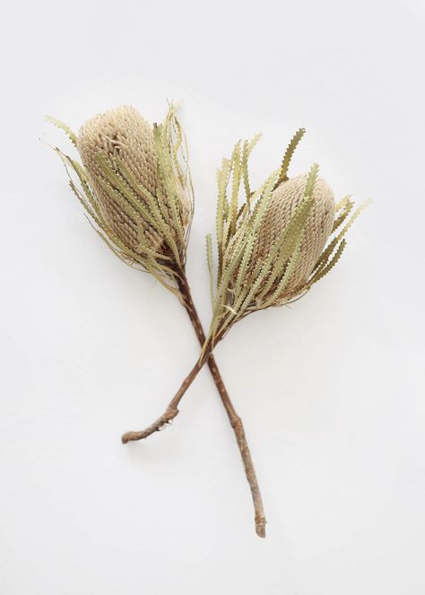 Natural Banksia Hookeriana Protea | Dried Flowers at Afloral.com Dried Banksia, Banksia Flower, Protea Flowers, Dried Botanicals, King Protea, Fall Floral Arrangements, Natural Flowers, Botanical Decor, Dry Plants