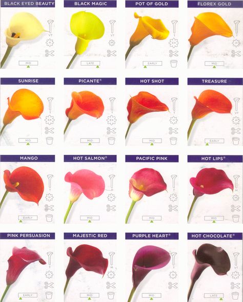 Google Image Result for http://www.calla-lily-flower.com/images/709157f75ceefe51b38319188bb7f814.gif Calla Lily Colors, Calla Lily Bulbs, Zantedeschia Aethiopica, Pink Calla Lilies, Flower Chart, Different Types Of Flowers, Lily Wedding, Flower Guide, Calla Lilies