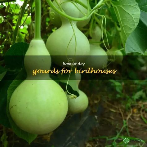 Drying Gourds 101: A Guide To Making Perfect Birdhouses | ShunCy Drying Gourds, How To Dry Gourds, Gourds Diy, Wood Burning Techniques, Beautiful Birdhouses, Gourds Birdhouse, Decorative Gourds, Organic Vegetable Garden, Gourds Crafts