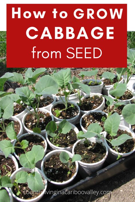 Cabbage Plants In Pots, Planting Cabbage Seeds, How To Grow Cabbage From Seed, How To Grow Cabbage In A Pot, How To Plant Cabbage Plants, Growing Cabbage Plants, How To Plant Cabbage, Growing Cabbage From Seed, Cabbage Plants Gardening