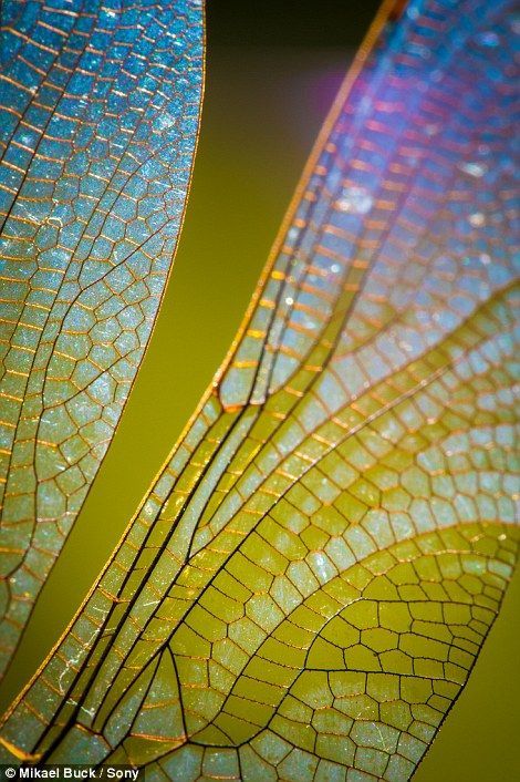 the detail of a Golden Ring Dragonfly's wings is shown. Pinned by wootandhammy.com ♥️ thoughtful jewelry. Macro Photography Tips, Foto Macro, Photo Macro, Insect Wings, Dragonfly Wings, Dragonfly Art, Beautiful Bugs, Golden Ring, Bugs And Insects