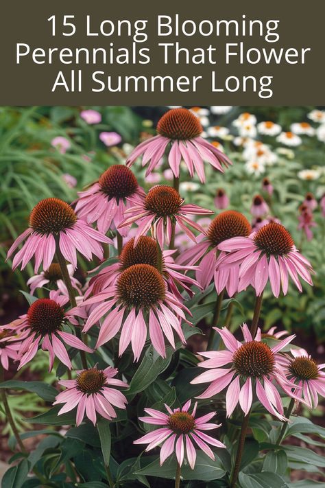 15 Long Blooming Perennials That Flower All Summer Long Blooming Perennials, Long Blooming Perennials, Drought Tolerant Perennials, Small Purple Flowers, Shasta Daisies, Burst Of Color, Attract Pollinators, Pollinator Garden, Hardy Perennials