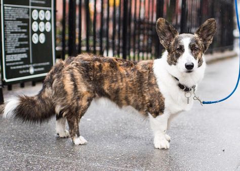 Fergus Cardigan Welsh Corgi (7 y/o) Bleecker & Hudson St. New York NY  "He's a rescue and still acts kind of sketchy on the street." by: @thedogist Welch Corgi, Dog Oc, Corgi Facts, Cardigan Corgi, Pembroke Welsh Corgi Puppies, Every Dog Breed, Animal Inspiration, Welsh Corgi Puppies, Dog Best Friend