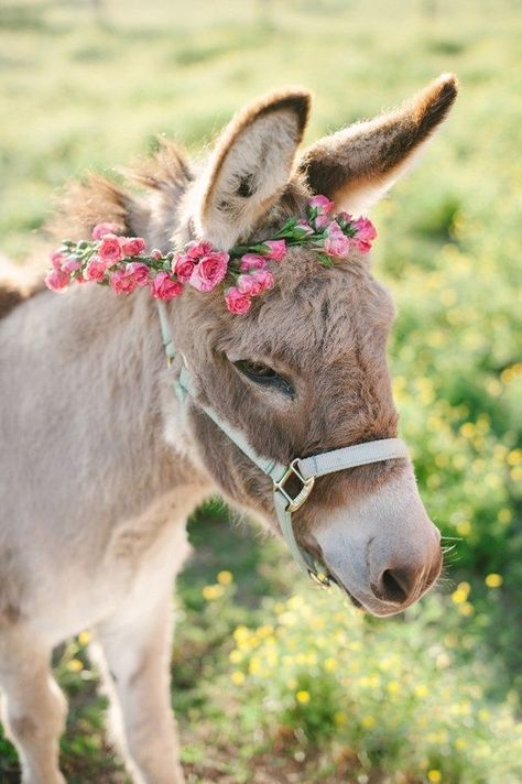 You probably know all the basic animals seen on the farm: Cattle, chickens, pigs, sheep, horses, and goats. However, how many breeds within each species can you identify? Cute Donkey, Psy I Szczenięta, A Donkey, Baby Animals Pictures, Amazing Animals, Cute Animal Photos, Cute Animal Pictures, Animal Wallpaper