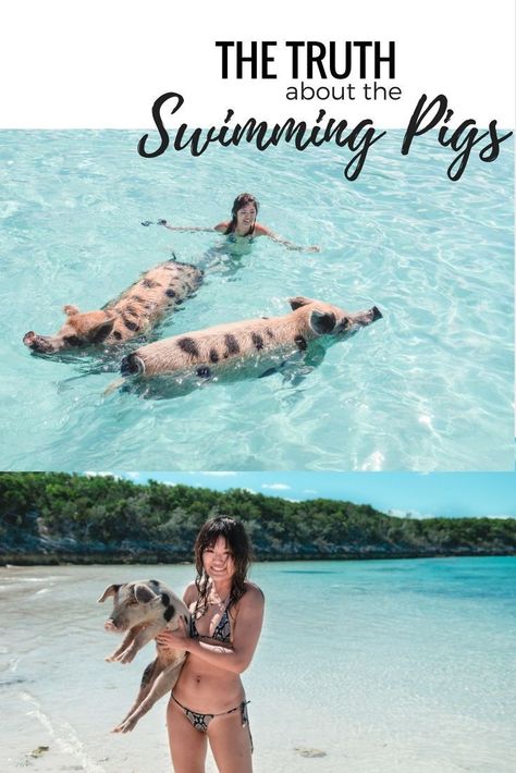 Pigs In The Bahamas, Bahamas Pigs, Bahamas Travel Guide, Pig Beach, Swimming Pigs, Exuma Bahamas, Travel Caribbean, Bahamas Travel, Bahamas Vacation