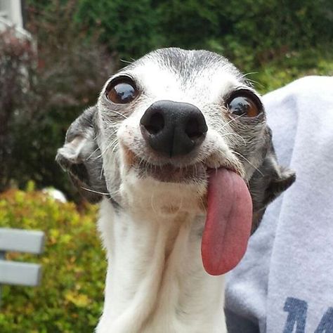 Our Weird Pooch Psy Chihuahua, Ugly Animals, Funny Dog Faces, Ugly Dogs, Animals Funny, Silly Dogs, Funny Dog Pictures, Funny Animal Jokes, Silly Animals