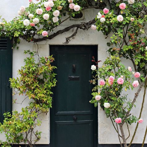 Great Heights: Roses Take On New Beauty As They Climb Over Time Magnolia Journal, Front House, Climbing Roses, Home Doors, Front Doors, Cottage Homes, Arbor, House Front, Looking Up