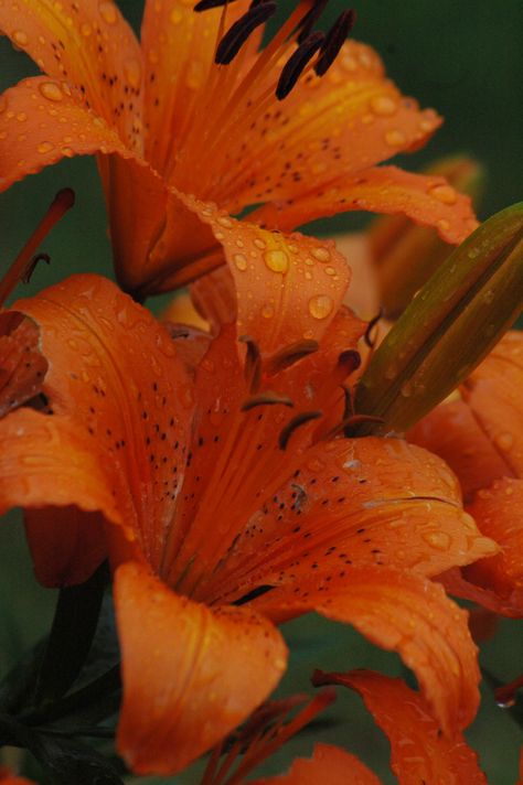 Orange Lillies Aesthetic, Orange Lily Flower Aesthetic, Lilly Aesthetic Flower, Lily Flower Aesthetic Wallpaper, Tiger Lily Aesthetic, Tiger Lilies Flowers, Tigerlily Flower, Lily Flower Aesthetic, Lillies Aesthetic