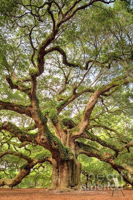 Angel Oak Tree, Angel Oak Trees, 숲 사진, Weird Trees, Angel Oak, Old Oak Tree, Old Tree, Old Trees, Ancient Tree