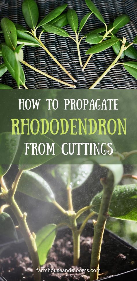 two pictures rhododendron cuttings Roseum Elegans Rhododendron, Using Rocks In The Garden, How To Propagate Rhododendron, Rhododendron Propagation, Propagating Rhododendrons, How To Propagate Plants, Easy Plants To Propagate, Propagate Azaleas, Root Propagation