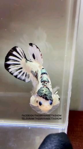 Credit/Source 📸 : instagram.com/yourbettas.id Biorb Fish Tank, Koi Betta Fish, Aquaculture Fish, Ryukin Goldfish, Koi Betta, Fish Gallery, Betta Fish Types, Fish Tank Terrarium, Fish Tank Design