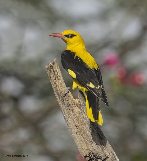 Indian Golden Oriole (Oriolus kundoo, Oriolus oriolus kundoo) Golden Oriole, Oriole Bird, Pretty Birds, Magical Places, Hummingbirds, Bird Watching, Bird Feathers, Beautiful Birds, Sri Lanka