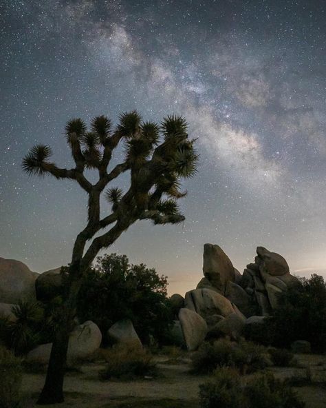 Joshua Tree at night! 🌙💫 So tranquil and serene. #joshuatree #joshuatreenationalpark #tranquility 🌵💫♥️🌙 Joshua Tree At Night, Tree At Night, Joshua Tree National Park, Joshua Tree, At Night, On Instagram, Quick Saves, Instagram