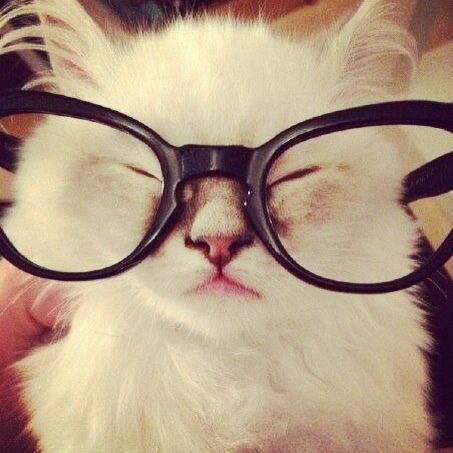 트위터 헤더, 2013 Swag Era, Silly Cats Pictures, Cute Cats Photos, Cat Icon, Wearing Glasses, Silly Animals, Silly Cats, Pretty Cats