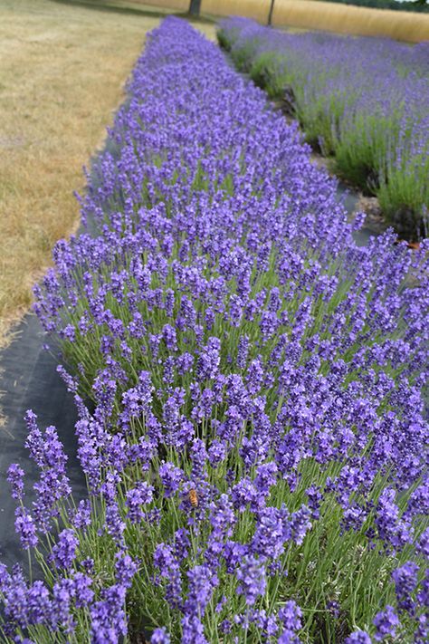 Lavandula Hidcote, Hidcote Lavender, Lavender Hidcote, Circular Garden, Lavender Aura, Plant Lavender, Front Yard Plants, Low Maintenance Shrubs, Low Water Gardening