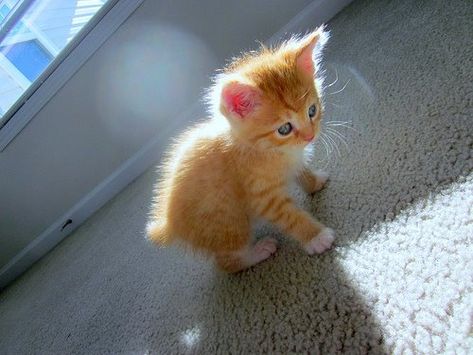 kitten Orange Kitten, Orange Kittens, Söt Katt, Orange Tabby Cats, Orange Cats, Kittens And Puppies, Baby Kittens, Animal Pics, Little Kittens