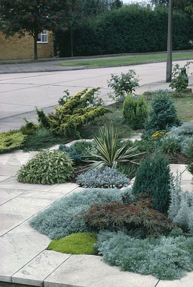 Image: Small conifers and low-growing green plants on front garden beside pavement - EWA Stock Photo Library Garden Border Ideas, Fence Edging, Conifers Garden, Garden Fence Ideas, Evergreen Garden, Front Garden Landscape, Border Ideas, Garden Border, Front Garden Design