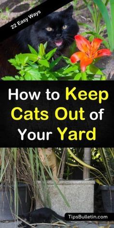 Cat Yard Deterrent, How To Repel Cats From Yard, What Plants Repel Cats, Plants That Deter Cats, How To Get Rid Of Cats, Natural Cat Deterrent, Get Rid Of Cats In Yard, Cat Repellent Outdoor, Plants To Deter Cats