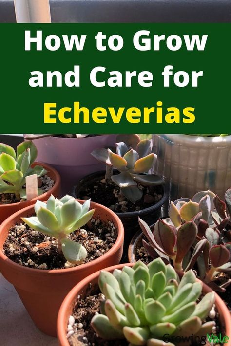 Echeveria succulent Echivera Succulents Types, Echivera Succulents, Echeveria Afterglow, Echeveria Care, Echeveria Succulent, Succulent Gardening, Succulent Care, Rare Succulents, Indoor Gardening