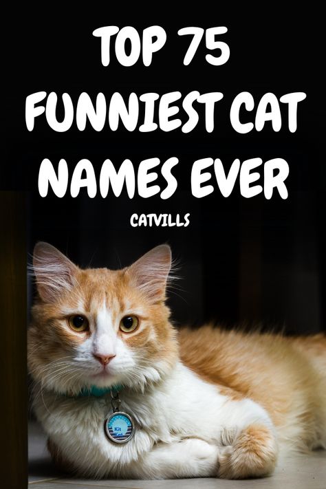 Are you looking for the funniest cat names ever? Look no further than catvills.com. From funny and punny names to absolutely wacky ones, we have you covered! We've researched the funniest names out there, so you can pick the perfect name for your perfect feline friend. Ready to explore some of the best, funniest, and downright oddest cat names ever? Read on! Weird Cat Names, Good Cat Names, Ugliest Cat, Best Cat Names, Cat Names Funny, Calico Cat Names, Cat Kingdom, Cat Symbolism, Boy Cat Names