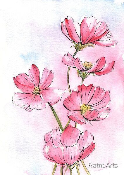 Cosmos Flower Tattoo Watercolors, Pink Cosmos Flower Tattoo, Pink Flowers Watercolor Painting, Cosmos Watercolor Paintings, Watercolor Cosmos Flower, Cosmo Watercolor, Cosmos Flowers Painting, Cosmos Flowers Drawing, Pink Flowers Drawing