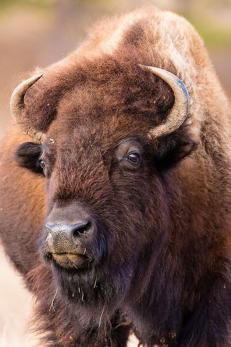 . Buffalo Pictures, Custer State Park South Dakota, Bison Photography, Buffalo Animal, Bison Art, Custer State Park, American Bison, Mule Deer, Manx