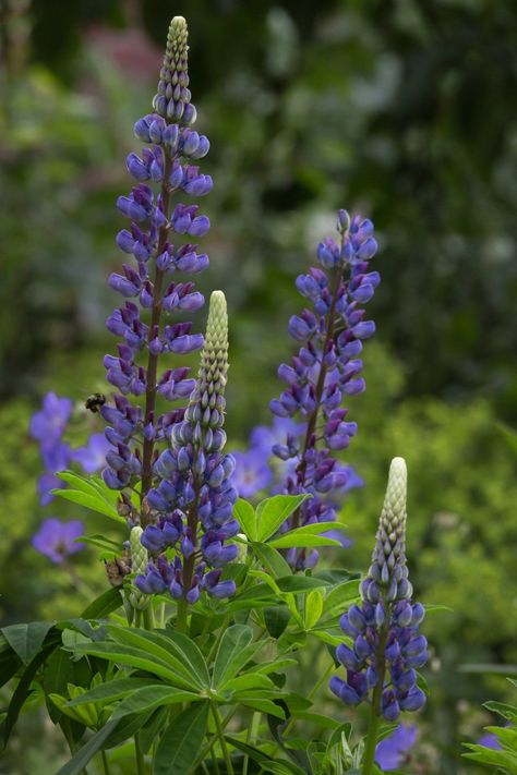 10 Great Northwest Native Pollinator Plants for Summer | Real Gardens Grow Natives Bc Native Plant Garden, Oregon Native Plants Landscaping, Western Washington Native Plants, Washington Gardening, Washington Wildflowers, Oregon Flowers, Pacific Northwest Plants, Pnw Plants, Oregon Native Plants