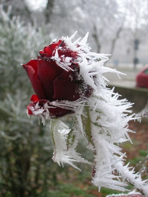 Frozen Rose Frozen Rose, Winter Magic, Winter Beauty, Winter Wonder, Fire And Ice, Baby Cold, Winter Garden, Winter Scenes, Winter Time