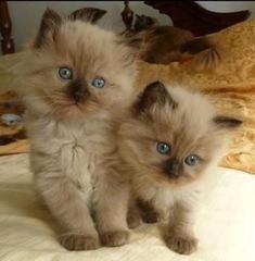 #Pet #Love #Animais Ragdoll Cat Breeders, Ragdoll Kittens For Sale, Ragdoll Kittens, Cat Breeder, Kittens For Sale, Ragdoll Kitten, Kittens And Puppies, Baby Kittens, Cat Facts