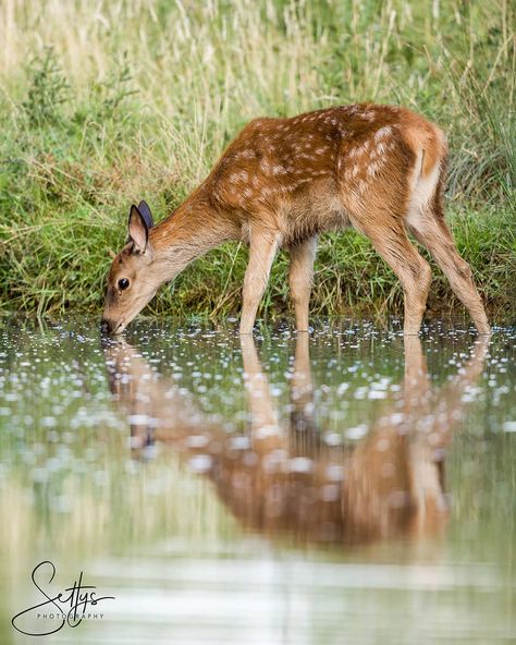 ᴊᴀᴄᴋ ᴅᴏᴅsᴏɴ on Instagram: “A red deer calf drinks from a nearby pond. What stood out to me the most was the spots on the water, they kind of matched the deers spots…” Deer Drawing, Deer Painting, Nature Art Drawings, Animal Images, Reference Pics, Water Drawing, Watercolor Fruit, Baby Drawing, Red Deer