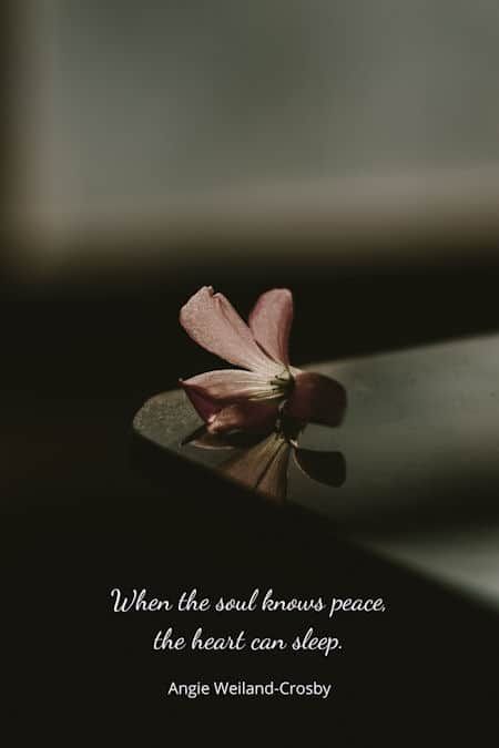 soul quotes | nature peace quotes | inner peace quotes | soulful photography of a beautiful pink flower by Alan Cabello | "When the soul knows peace, the heart can sleep." Angie Weiland-Crosby #quotes #soulful #humanityquotes #naturequotes #peacequotes #pink #flower #sunlight #blogging #soul #love #unity #angieweilandcrosby #momsoulsoothers Soul Needs Peace, Flower For Peace, I Love My Peace Quotes, Heart At Peace Quotes, Quotes For Peace Of Mind Heart, Inner Soul Quotes, Inner Peace Images, Soul Peace Quotes, Peaceful Soul Quotes